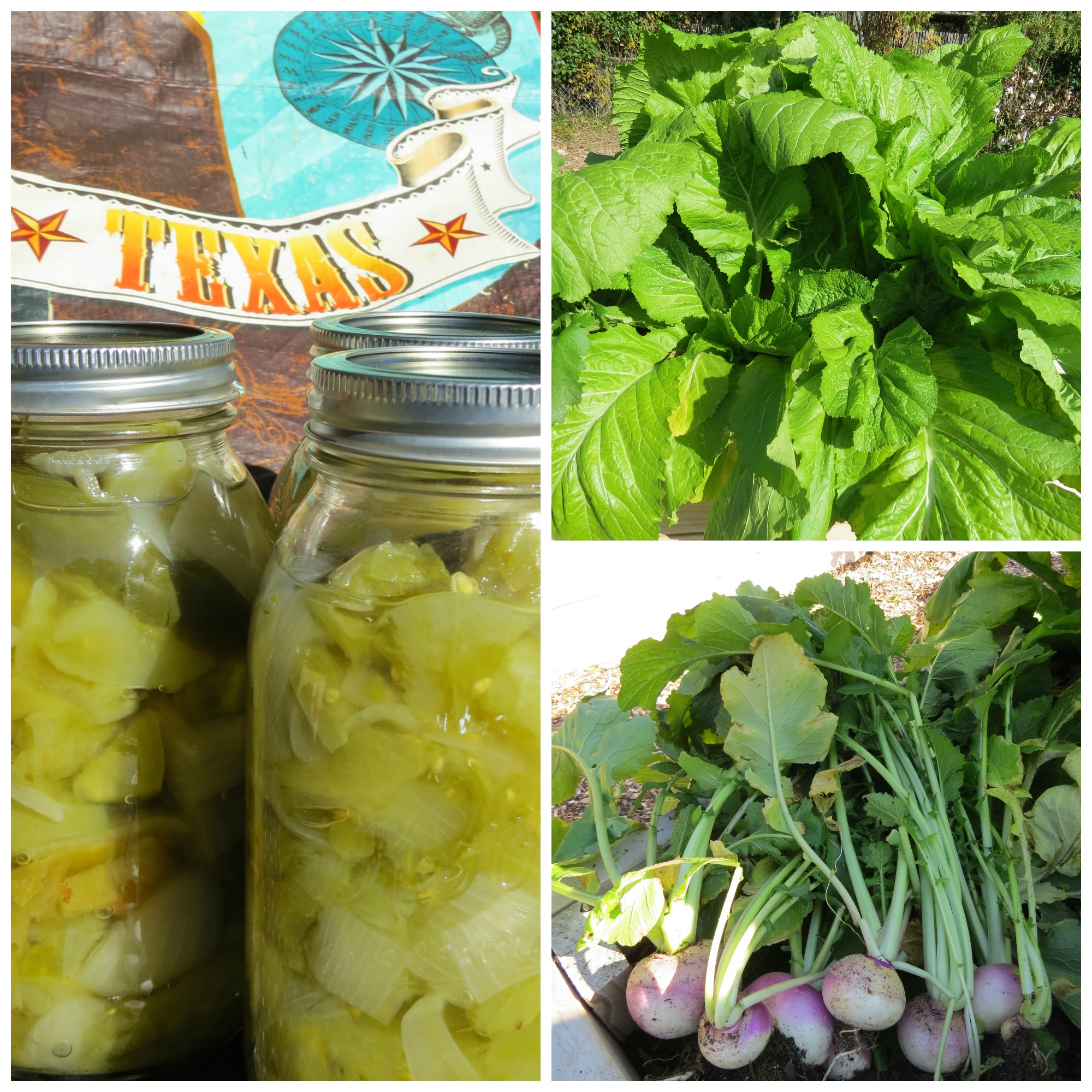 Chow Chow, Mustard Greens and Turnips
