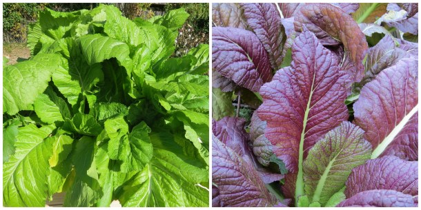 Green and Red Mustard Greens at The Raincatcher's Garden of Midway Hills