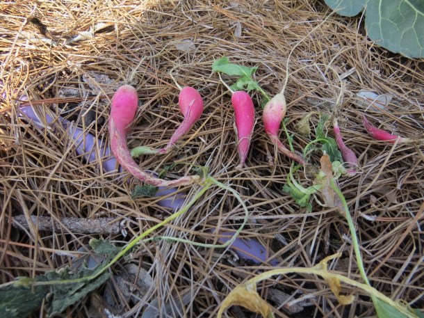 Above: Stunted Radishes, No Room to Grow