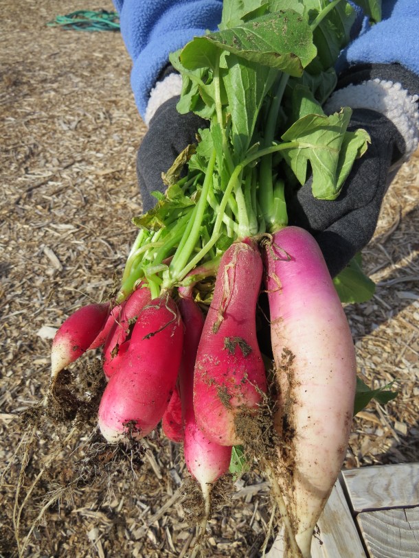 Radishes from our Garden, Properly Thinned