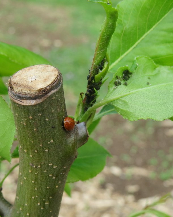 Above: Ladybug to the Rescue!