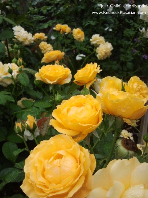 Julia child rose from redneck rosarian