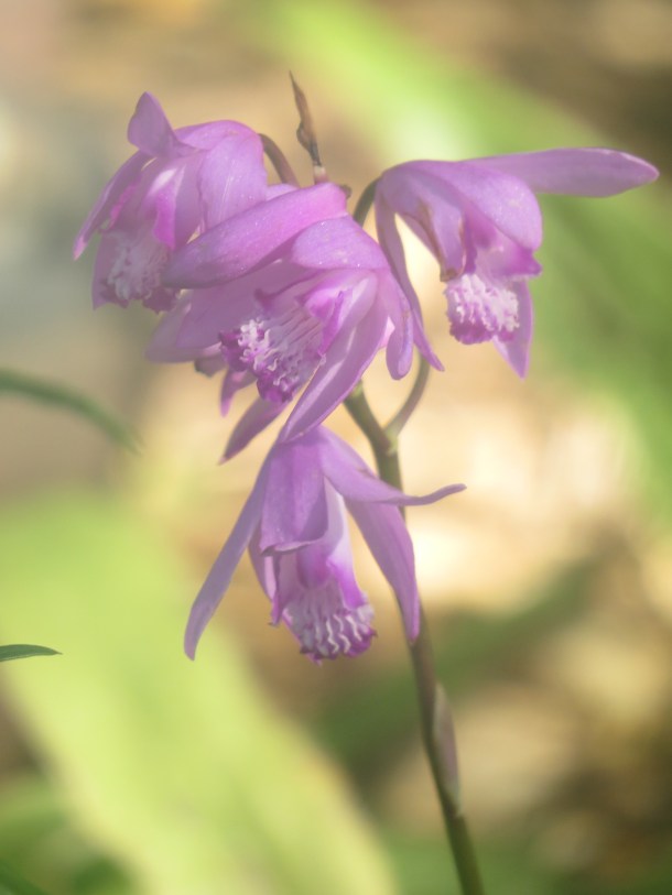 Ground Orchid, Bletilla striata Blooming in our Courtyard