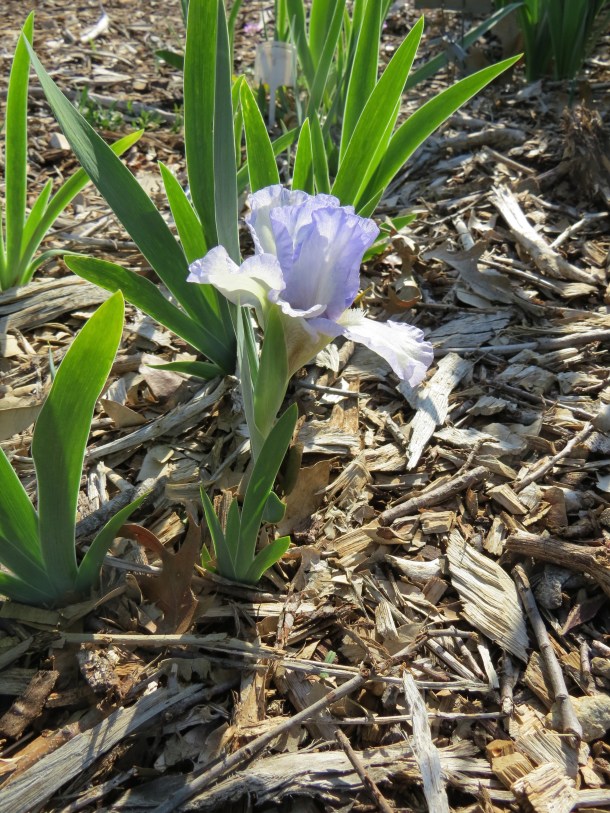 Iris 'Frothingslosh'