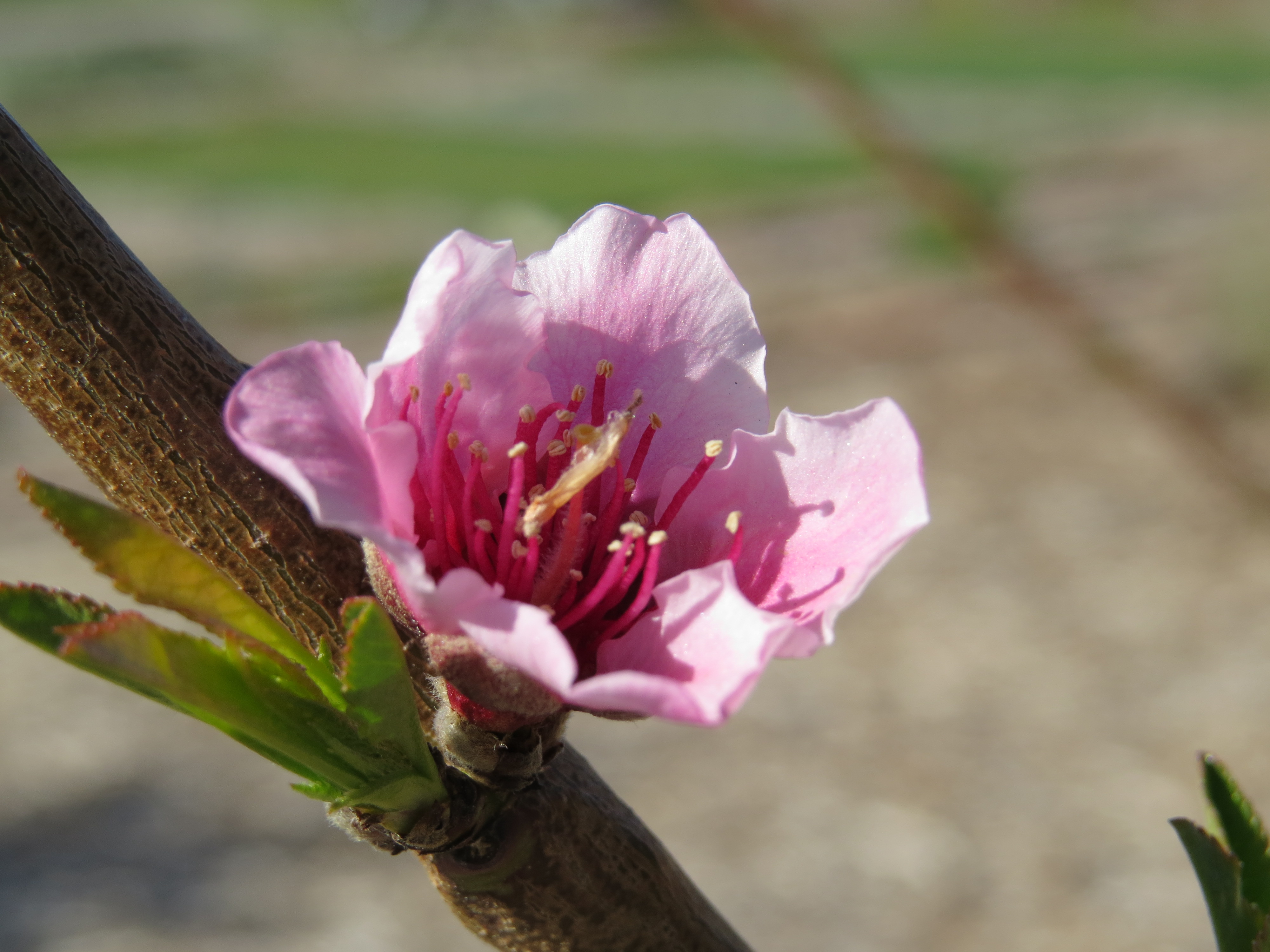 Peach Tree Bloom