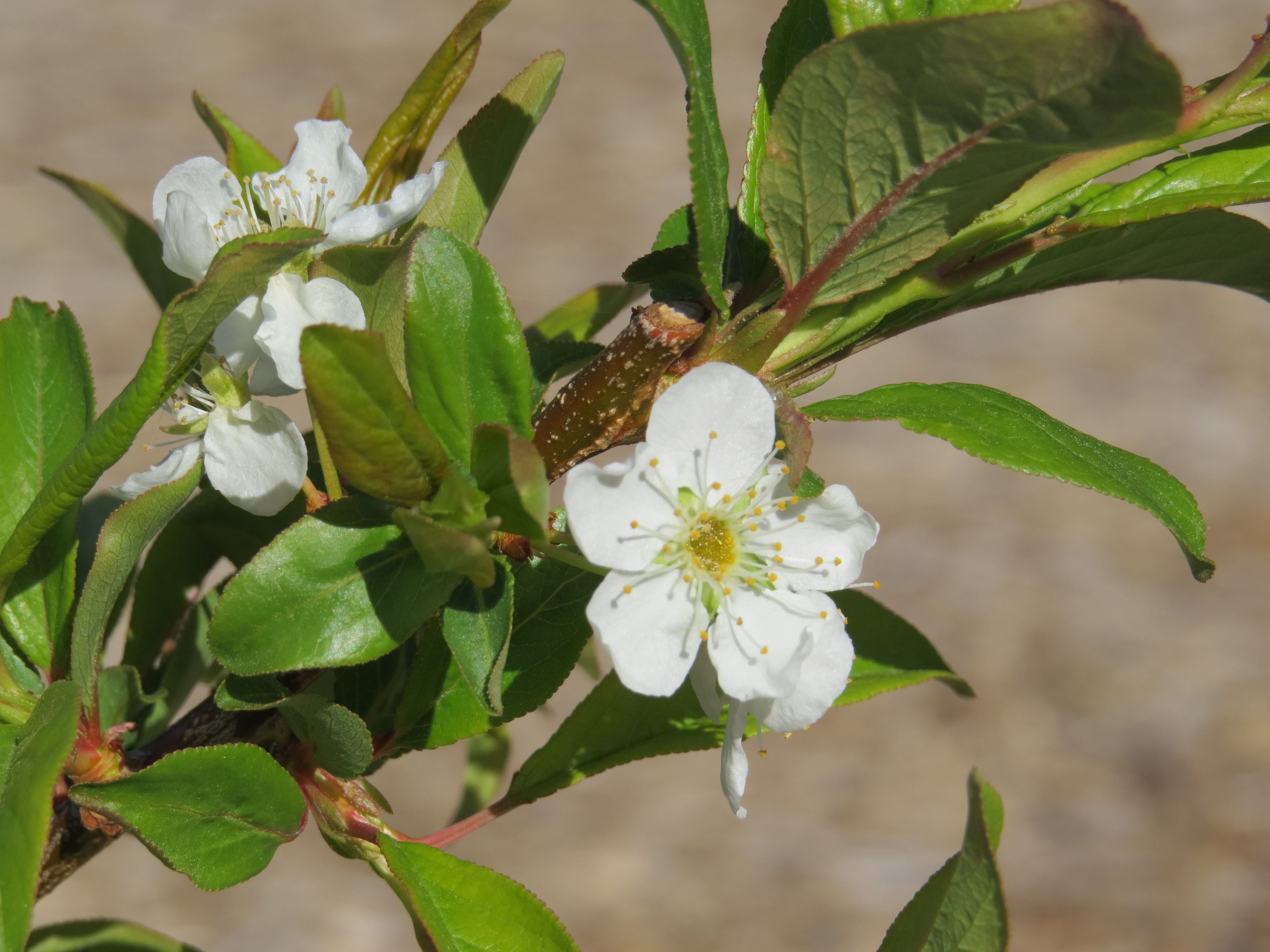 Plum Tree Bloom