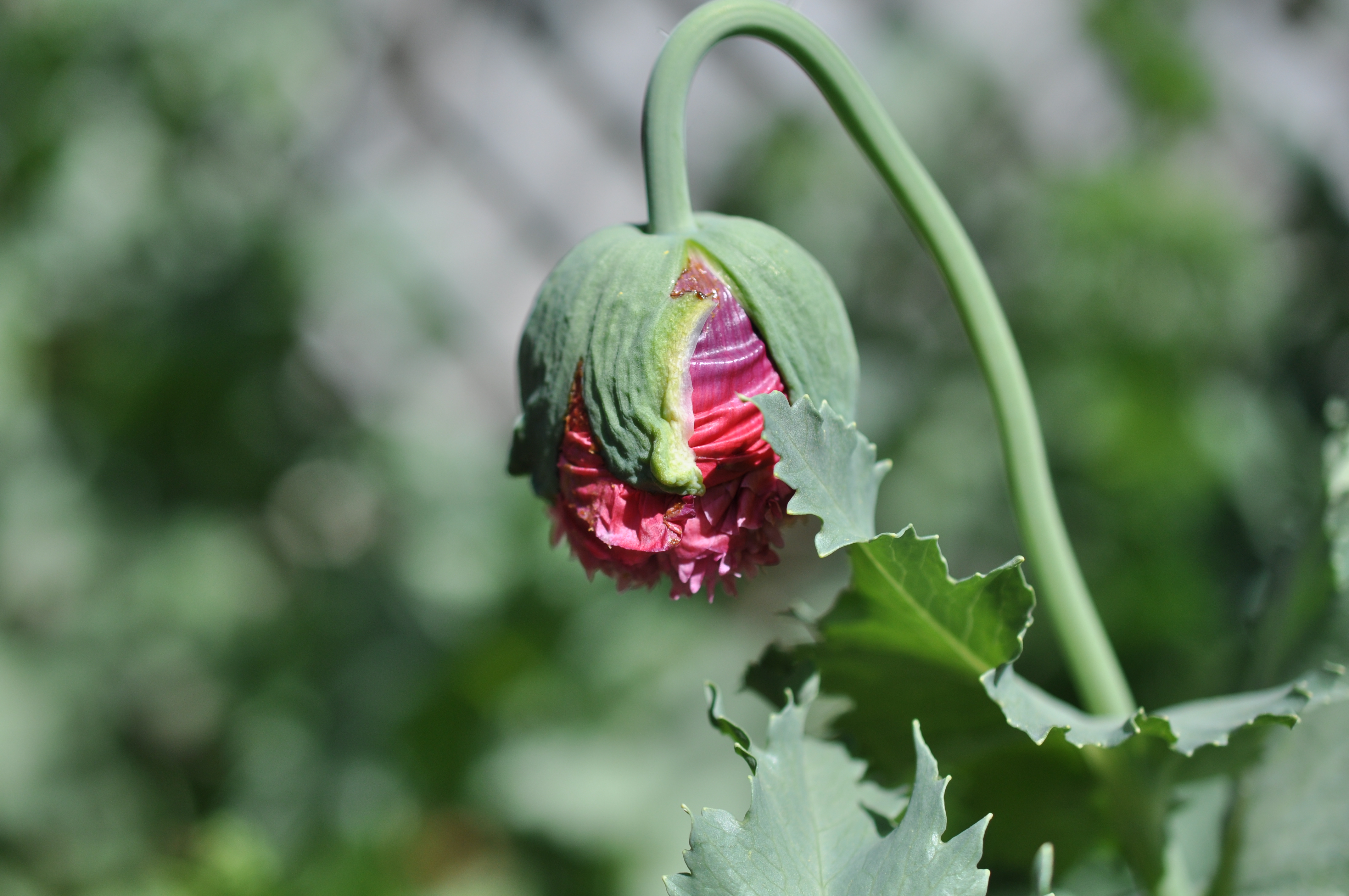 Poppy Bud Ready to Open