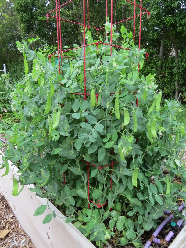 Sugar Snap Peas at The Raincatcher's Garden