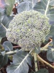 Brocolli by Starla