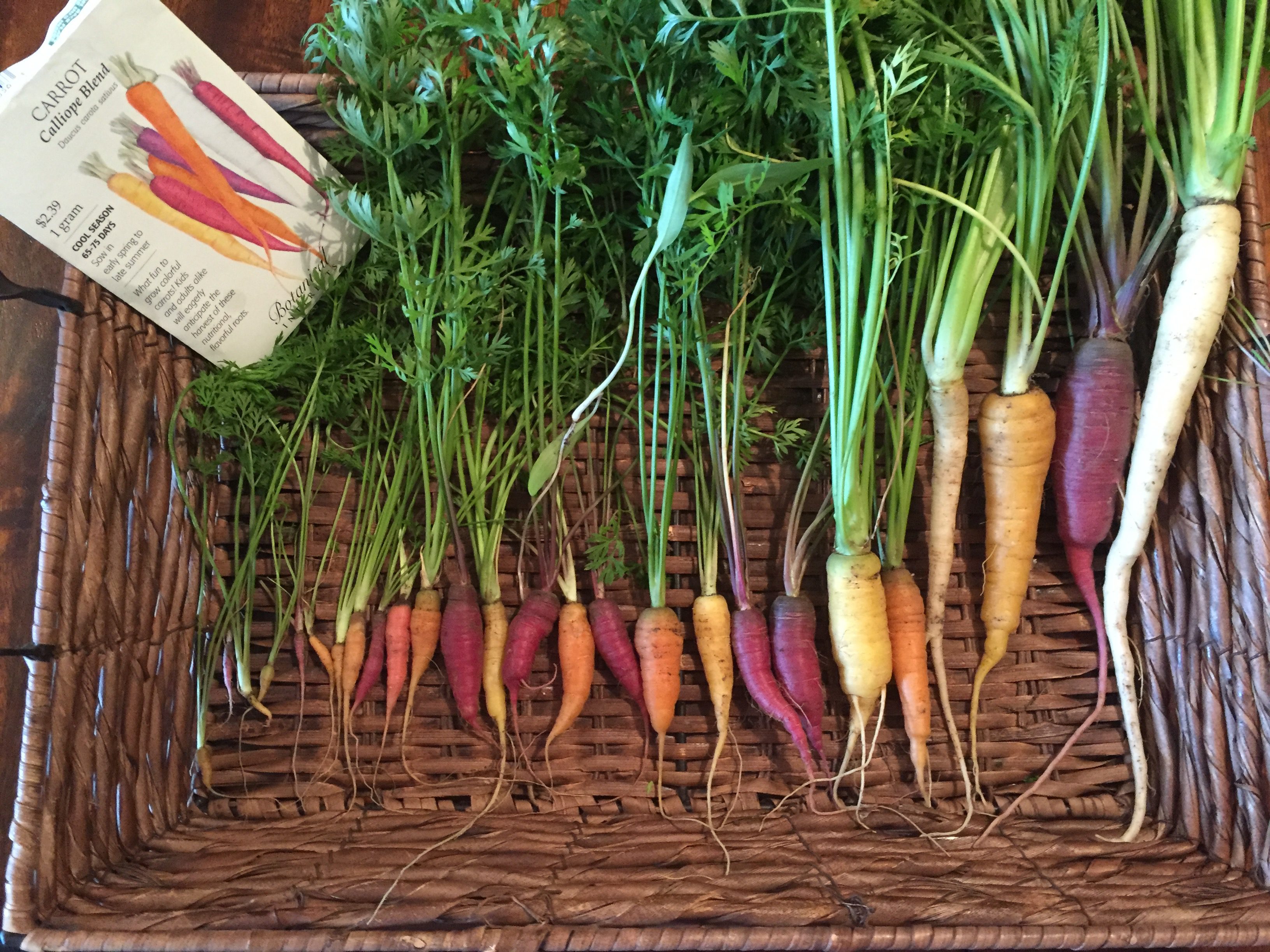 Homegrown Carrots