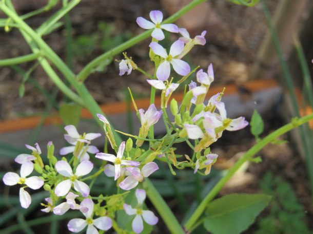 Radish Flowers!