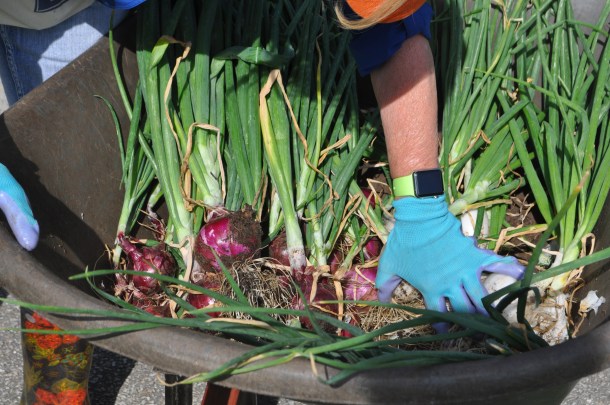 Fantastic Haul of Onions!