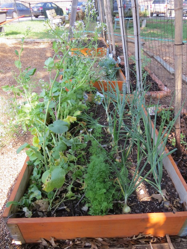 Row Planting- We Might Rethink and Plant Differently Next Time.