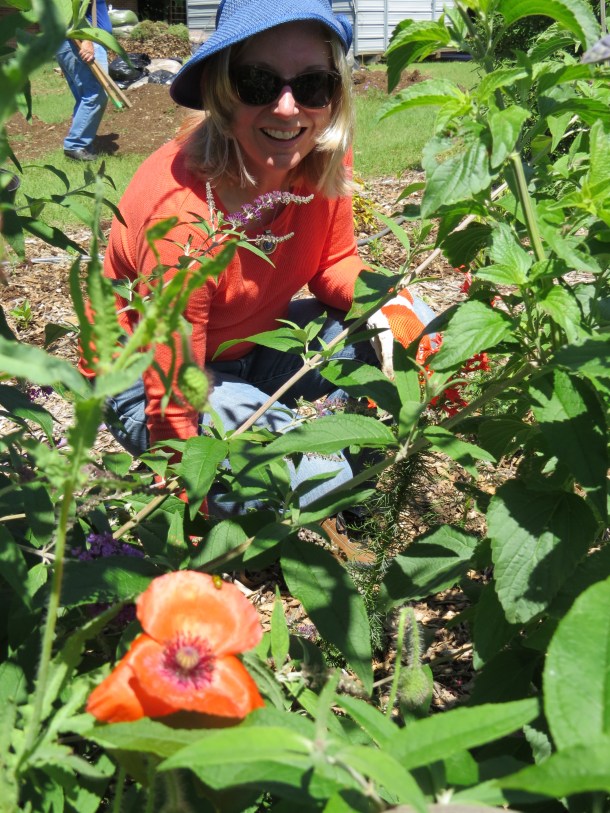 Gail Working in the Butterfly Garden Camouflaged Behind the Orange Poppy.