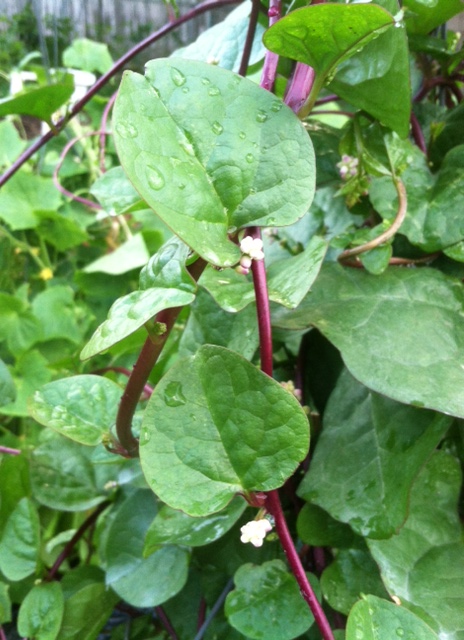 Malabar Spinach,Basella rubra