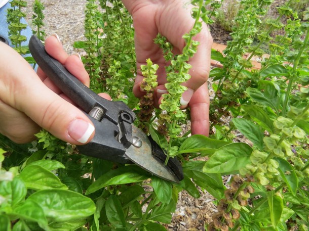 Keep the Herbs Coming by Deadheading as shown