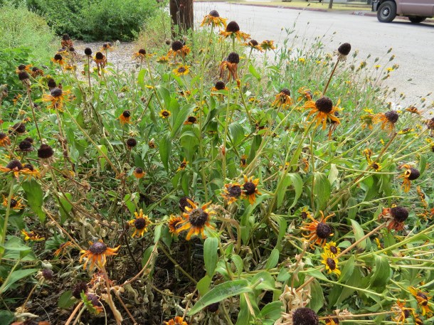 Pretty Flowers But Could Be Better With Deadheading