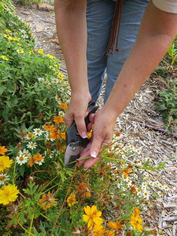 Deadheading Cosmos