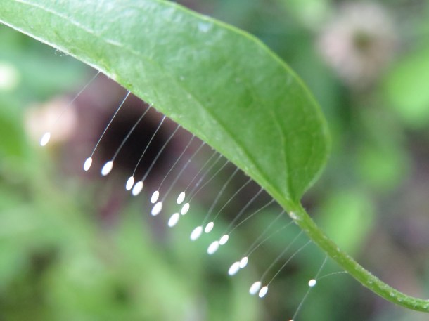 A Reward-Lacewing Egg Sighting 
