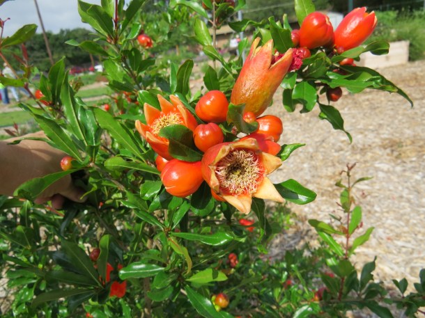 Pomegranate Flowers Followed by Fruit