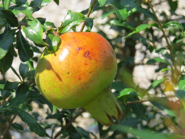 Pomegranates Ripening!