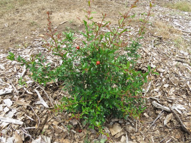 Our Very Own Pom Transplant