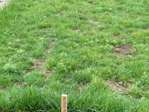 Above: Tall Fescue, 