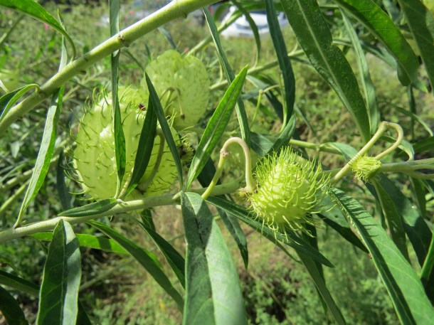 The green pods of African Milkweed