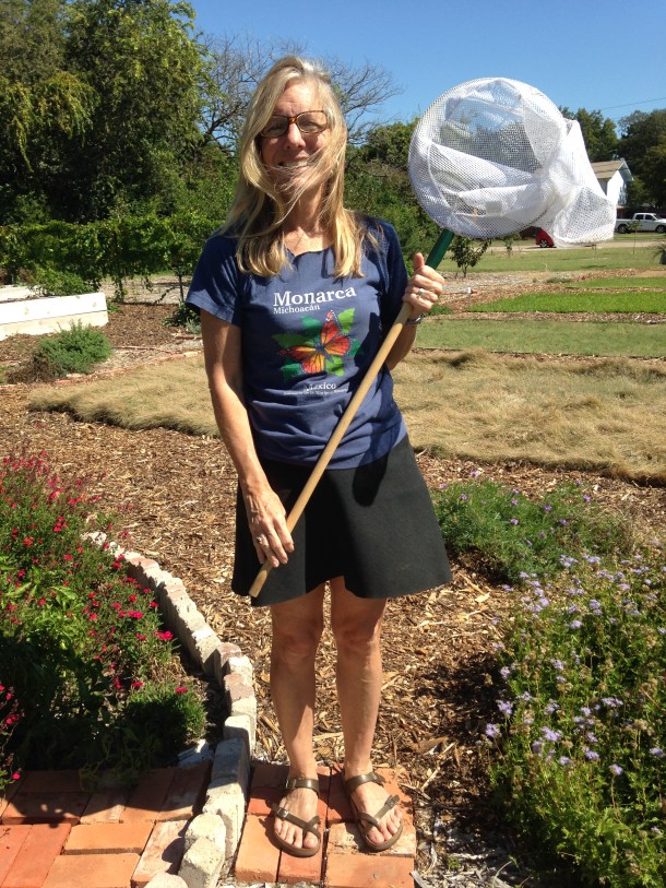 monarch-tagging-ellen