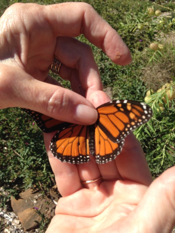 Male Monarch-see the spots!