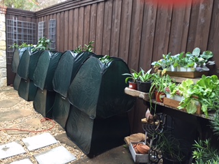 dorothys-frost-covers