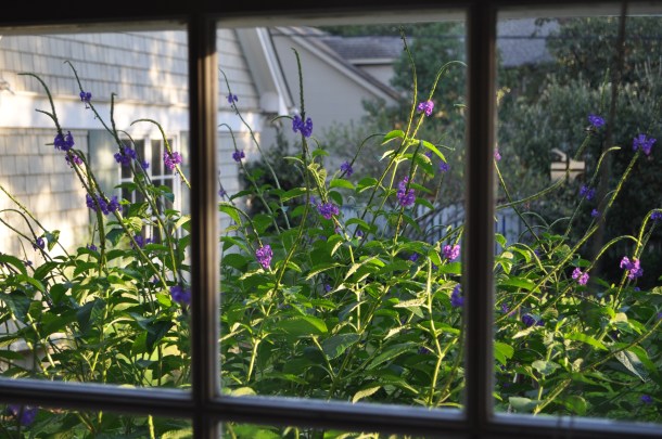 Blue Porterweed, Stachytarpheta jamaicensis
