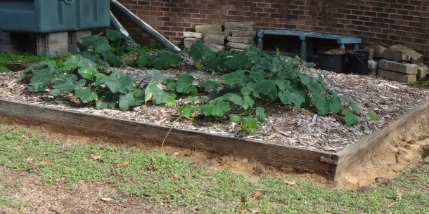 One butternut squash plant
