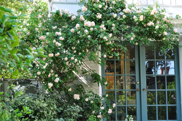 Rose Buff Beauty to be replaced