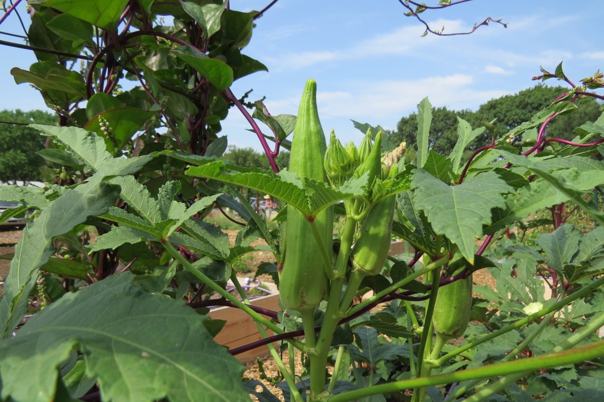 growing okra in Texas DALLAS GARDEN BUZZ
