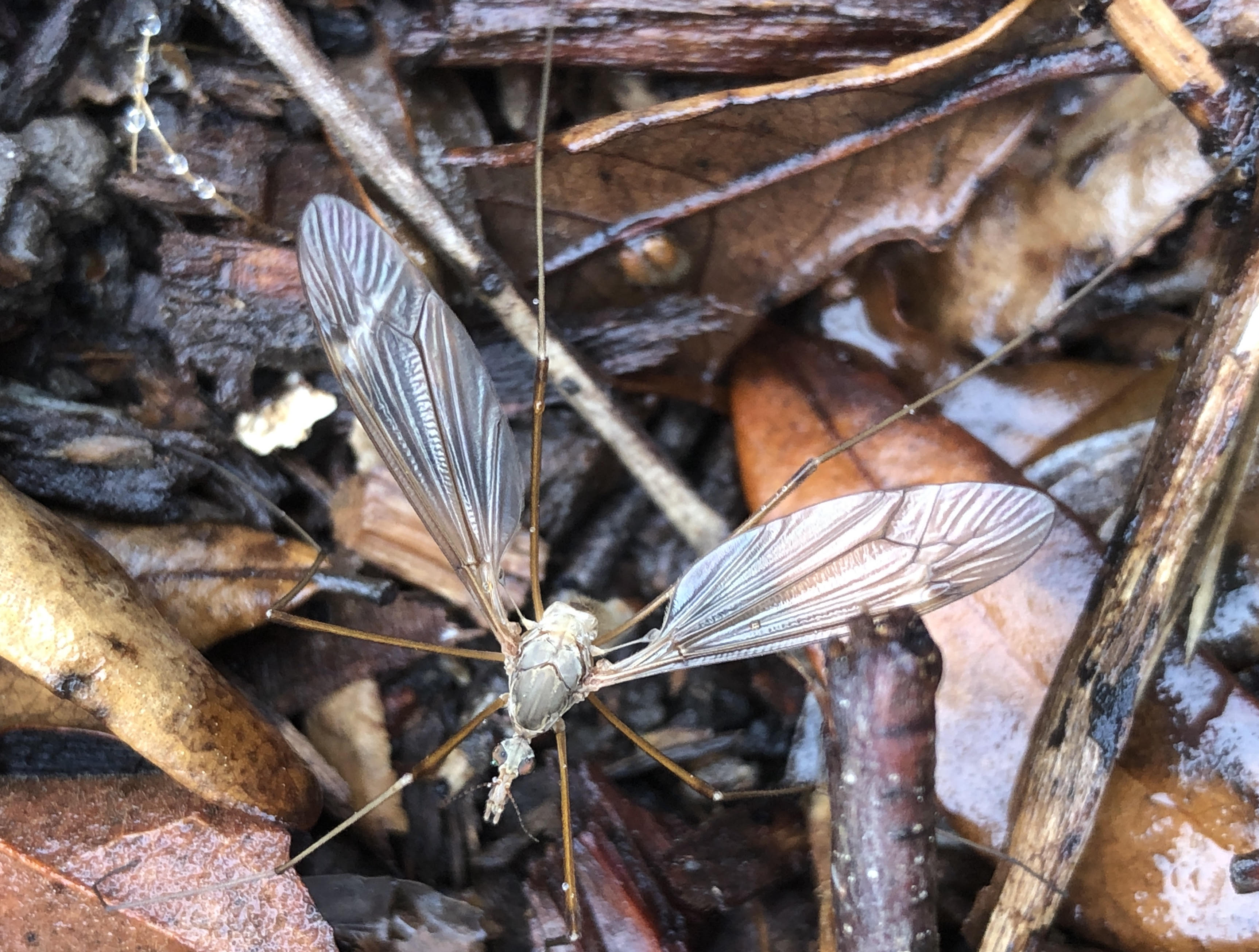 Triangular Flies Crane Flies | DALLAS GARDEN BUZZ