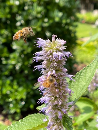 Anise Hyssop